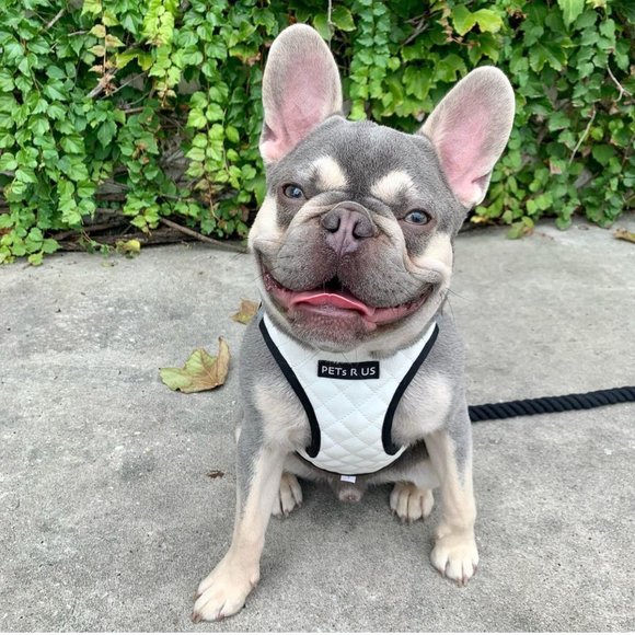 PETsRUS Step In Vest Dog Harness Quilted Vegan Leather White Black Reflective - Picture 9 of 10